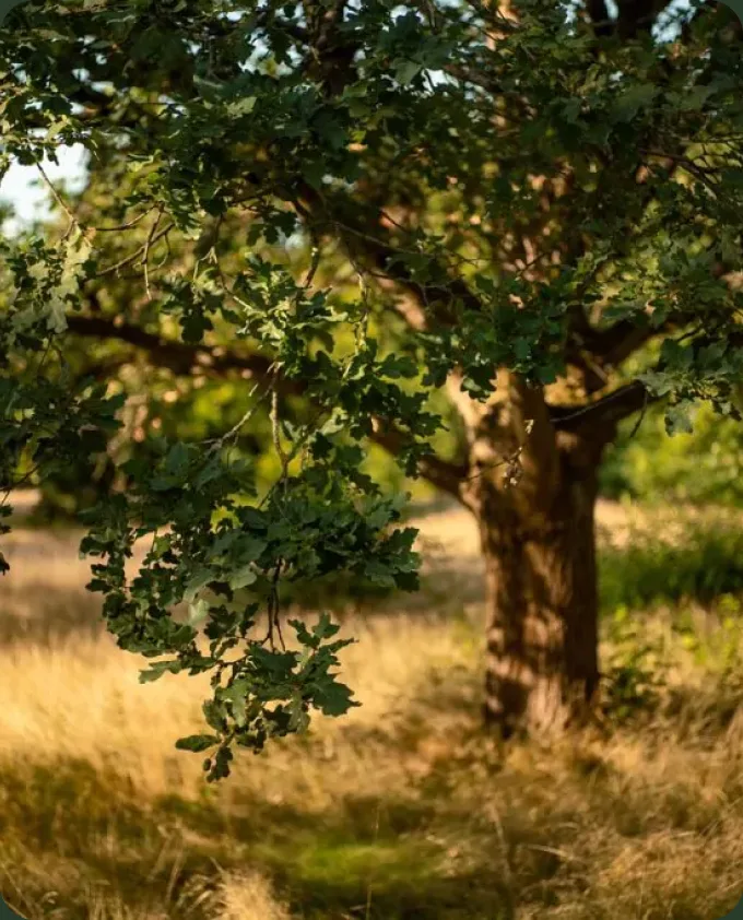The Upyard team feels a strong connection to nature and recognizes its responsibility to minimize environmental impact.